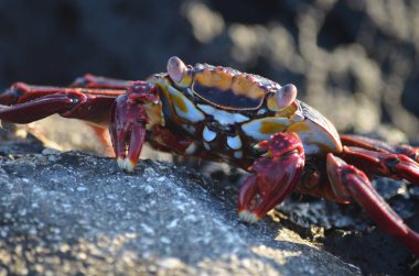 Sally lightfoot yengeçler (Grapsus grapsus) arasında volkanik roc yürümek