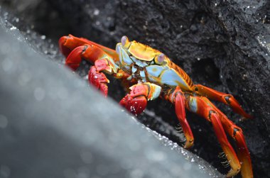 Sally lightfoot yengeçler (Grapsus grapsus) volkanik kayalar arasında yürümek