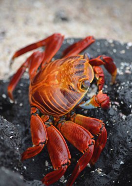 Sally lightfoot yengeçler (Grapsus grapsus) volkanik kayalar arasında yürümek