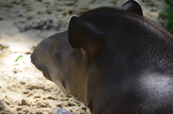 Tapir Selva Amazónica — Foto de Stock