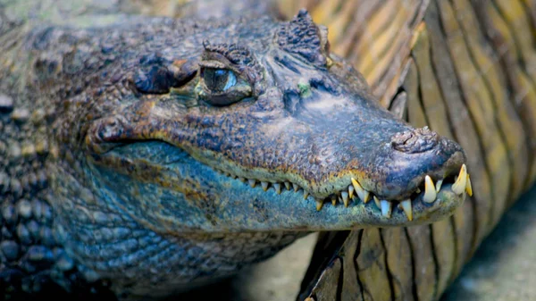 Caiman Relaxes Banks River Amazon Iquitos Peru — Stock Photo, Image