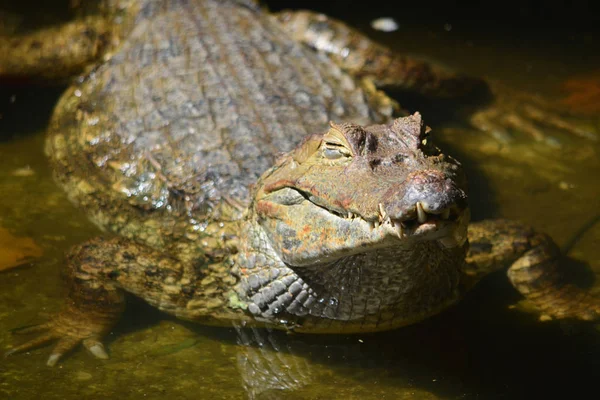 Caiman Relaxes Banks River Amazon Iquitos Peru — Stock Photo, Image