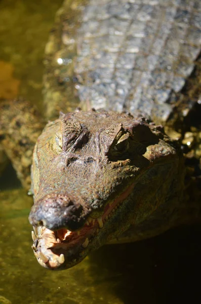 Caiman Relaxes Banks River Amazon Iquitos Peru — Stock Photo, Image