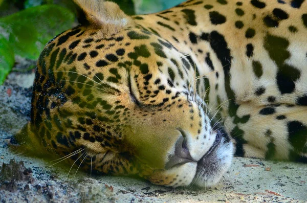 Een Jaguar Het Amazone Regenwoud Iquitos Peru — Stockfoto