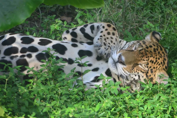 Jaguar Selva Amazónica Iquitos Perú — Foto de Stock