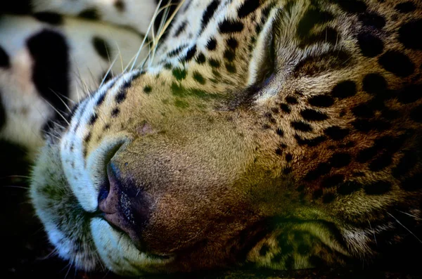 Jaguar Amazon Rain Forest Iquitos Peru — Stock Photo, Image