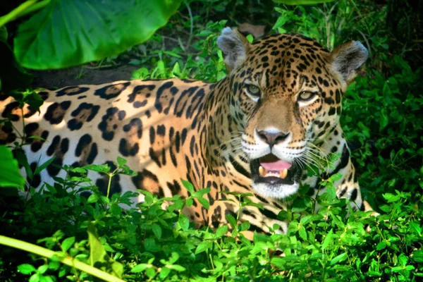 Jaguar Lasach Tropikalnych Amazon Iquitos Peru — Zdjęcie stockowe