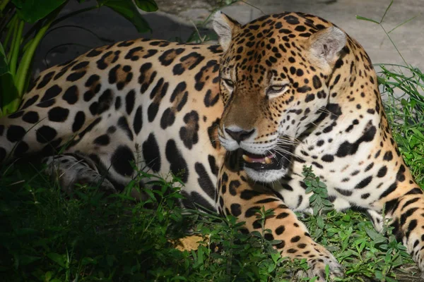 Jaguar Amazon Esőerdőkben Iquitos Peru — Stock Fotó