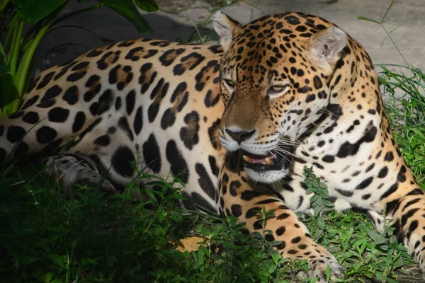 Jaguar Lasach Tropikalnych Amazon Iquitos Peru — Zdjęcie stockowe