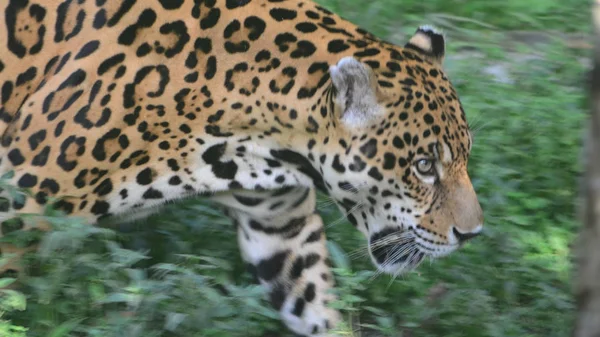 Une Jaguar Dans Forêt Amazonienne Iquitos Pérou — Photo