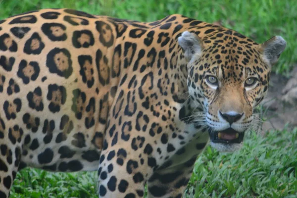 Jaguar Amazon Rain Forest Iquitos Peru — Stock Photo, Image