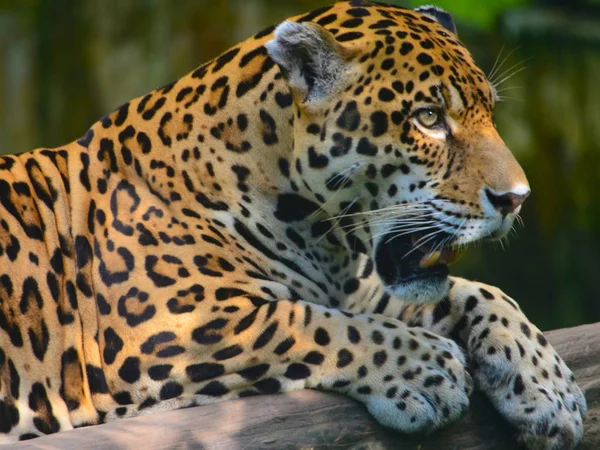 Jaguar Amazon Rain Forest Iquitos Peru — Stock Photo, Image