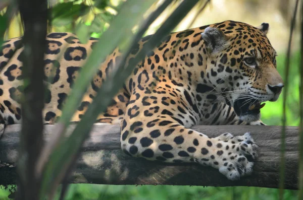 Jaguar Amazon Rain Forest Iquitos Peru — Stock Photo, Image