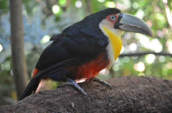 Ein Toco Tukan Parque Das Aves Iguazu Fall Brasilien — Stockfoto