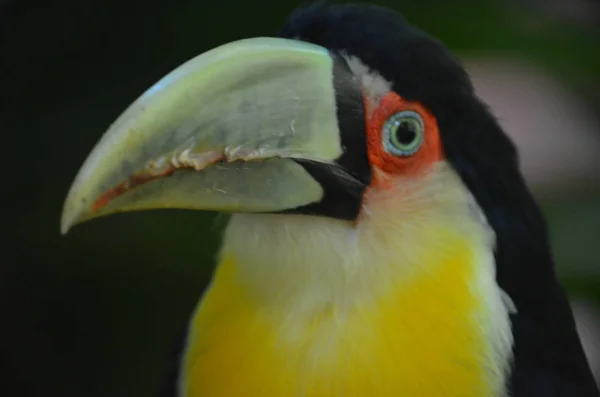 Ένα Τουκάν Toco Στο Parque Das Aves Στο Καταρράκτες Ιγκουασού — Φωτογραφία Αρχείου