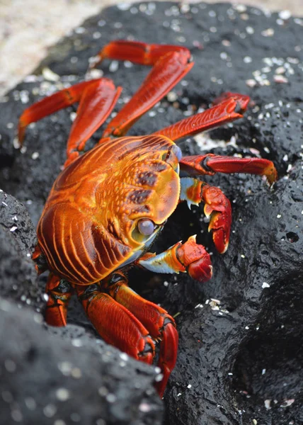 Sally Lightfoot Crabs Grapsus Grapsus Walk Volcanic Rocks — Stock Photo, Image
