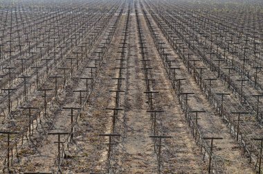 Peru Pisco ve şarap üretimi, ICA, Peru