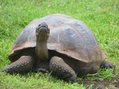 Galapagos dev kaplumbağa, El Chato / Los Primativos ranch. Santa Cruz, Galapagos Adaları, Ekvador