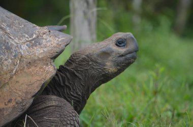 Galapagos dev kaplumbağa, El Chato / Los Primativos ranch. Santa Cruz, Galapagos Adaları, Ekvador