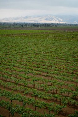 Peru Pisco ve şarap üretimi, ICA, Peru