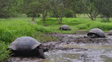 Galapagos dev kaplumbağa, El Chato / Los Primativos ranch. Santa Cruz, Galapagos Adaları, Ekvador