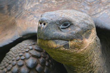 Galapagos dev kaplumbağa, El Chato / Los Primativos ranch. Santa Cruz, Galapagos Adaları, Ekvador