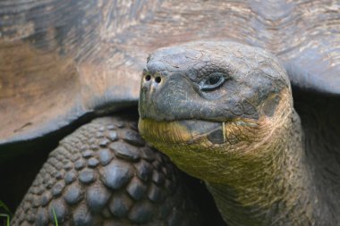Galapagos dev kaplumbağa, El Chato / Los Primativos ranch. Santa Cruz, Galapagos Adaları, Ekvador