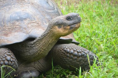 Galapagos dev kaplumbağa, El Chato / Los Primativos ranch. Santa Cruz, Galapagos Adaları, Ekvador