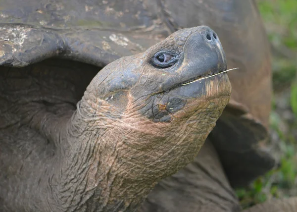 Galapagos-reuzenschildpad op de El Chato / Los Primativos ranch — Stockfoto