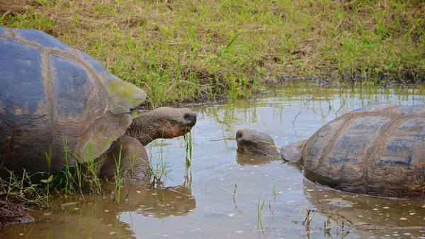 Галапагоські гігантська черепаха в Ель Chato / Лос Primativos ранчо. Санта-Крус, Галапагоських островах, Еквадор — стокове фото