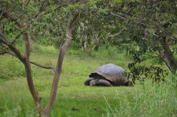 Галапагоські гігантська черепаха в Ель Chato / Лос Primativos ранчо. Санта-Крус, Галапагоських островах, Еквадор — стокове фото