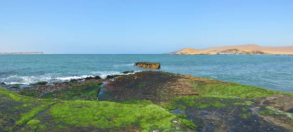 Riserva nazionale di Paracas, Ica, Perù . — Foto Stock