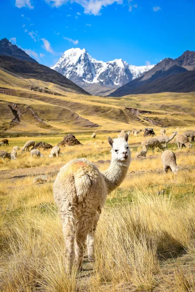 Un Alpaca si erge tra paesaggi montani spettacolari nelle Ande peruviane — Foto Stock