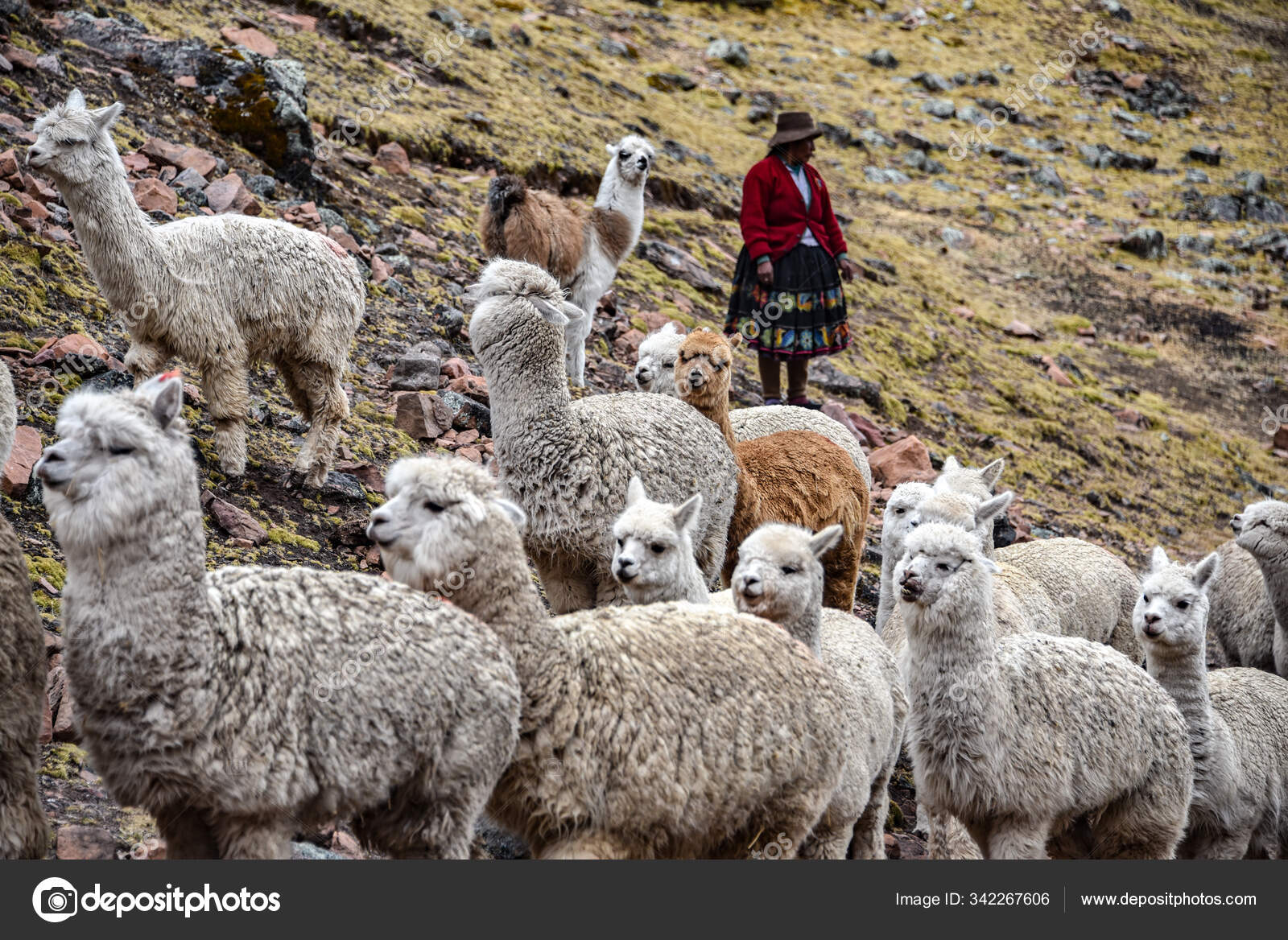 一位土生土长的克丘亚女士牛群中的羊驼。秘鲁库斯科——图库图片© marktucan #342267606