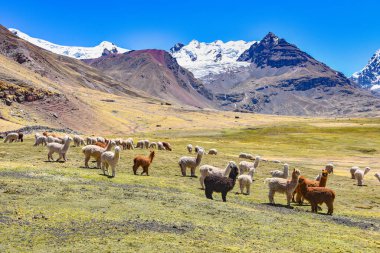 Peru And Dağları 'nda bir paket Alpaka ve lama otluyor.