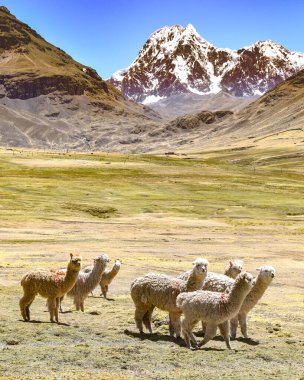 Peru And Dağları 'nda bir paket Alpaka ve Lama otluyor. Cusco, Peru