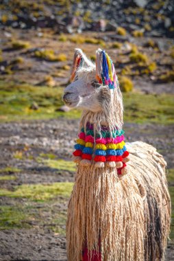 Llama pack in Cordillera Vilcanota, Ausungate, Cusco, Peru clipart