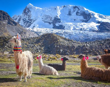 Llama pack in Cordillera Vilcanota, Ausangate, Cusco, Peru clipart