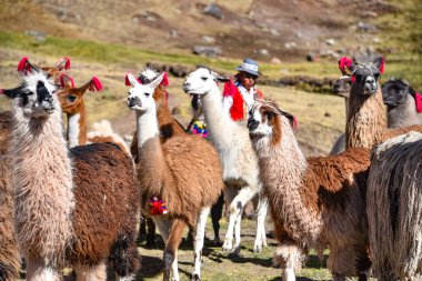 Cordillera Vilcanota 'daki Lama paketi, Ausangate, Cusco, Peru
