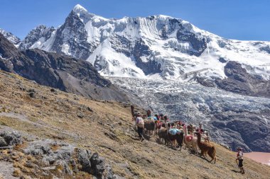 Cordillera Vilcanota 'daki Lama paketi, Ausangate, Cusco, Peru