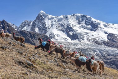 Lama sürüsü Cordillera Vilcanota dağlarında, Ausangate, Cusco, Peru