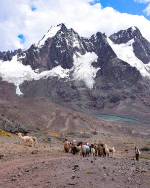 Cordillera Vilcanota 'daki Lama paketi, Ausangate, Cusco, Peru