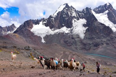 Cordillera Vilcanota 'daki Lama paketi, Ausangate, Cusco, Peru