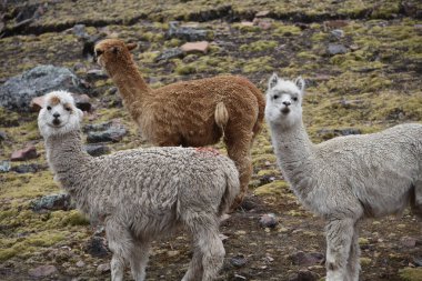 Ausangate, Cusco, Peru dağlarındaki Alpakalar
