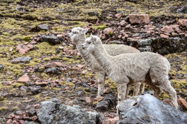 Ausangate yakınlarındaki dağlarda Alpakalar, Cusco, Peru