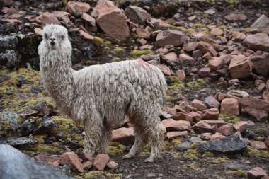 Ausangate yakınlarındaki dağlarda Alpakalar, Cusco, Peru