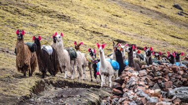 Bir Lama sürüsü, Peru, Cusco yakınlarındaki And Dağları 'nda kargo taşıyor.