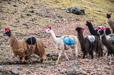 Bir Lama sürüsü, Peru, Cusco yakınlarındaki And Dağları 'nda kargo taşıyor.