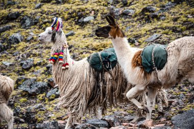 A pack of Llamas carry cargo along a trail in the Andes near Cusco, Peru clipart