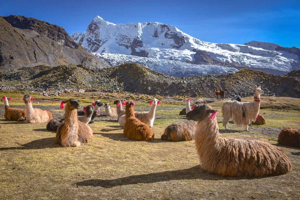 Pacchetto lama in Cordigliera Vilcanota, Ausungate, Cusco, Perù — Foto Stock